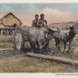 Cochinchine Charrette à buffles, genre Moï - (…)