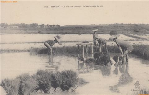 Tonkin - La vie aux champs Repiquage du riz Dieulefils 148 noir avec logo - @2015 #2369