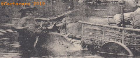 Cochinchine - En chasse - Collection de l'Opinion Saïgon - @4023 #3244