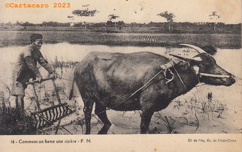 Indochine - Comment on herse une rizière Fernand Nathan 16 #5448 ©Cartacaro 5020