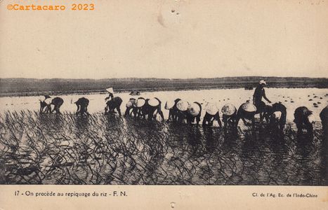 Indochine - Repiquage du riz Fernand Nathan 17 #5449 ©Cartacaro 5021