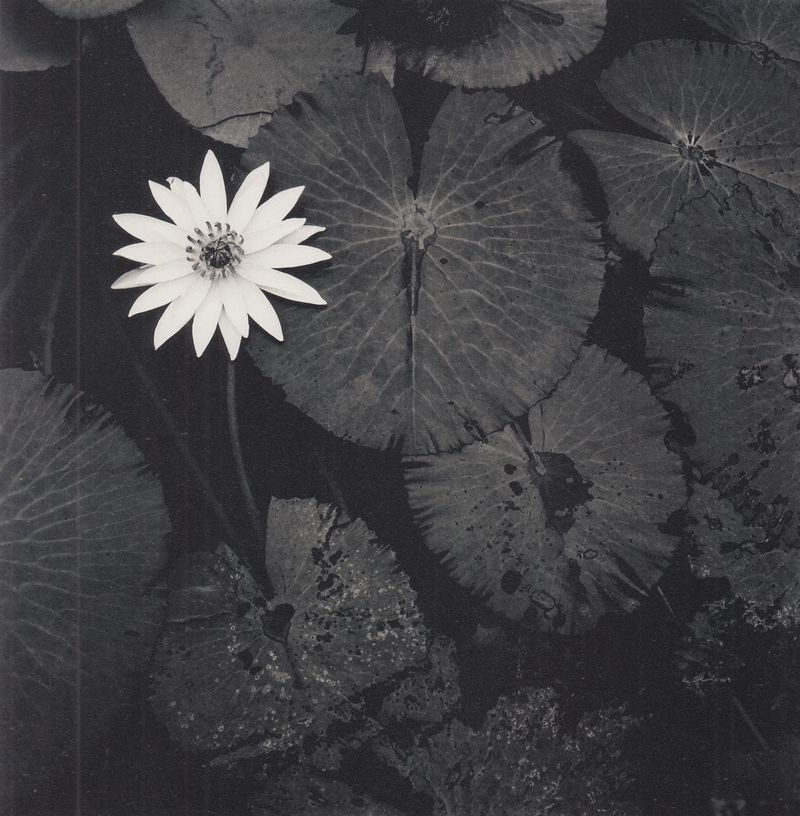 p123La fleur de lotus, Viengkeo Luang Prabang, Laos, 2015 #5782