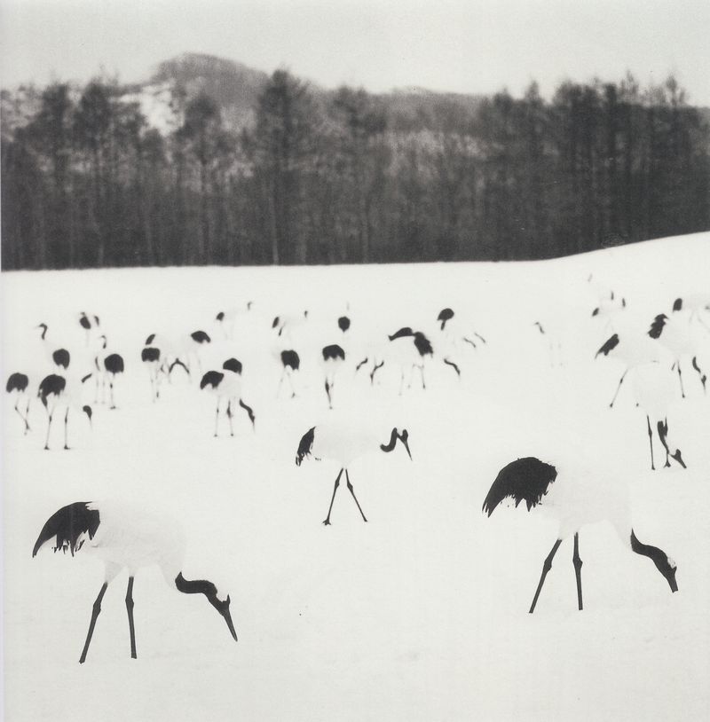 p129Grues du japon, Tsurui, Hokkaidō Japon, 2005 #5783