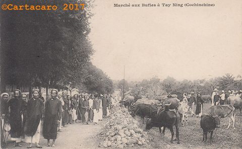 Cochinchine - Tay Ning - Marché aux buffles - Inconnu - #1100