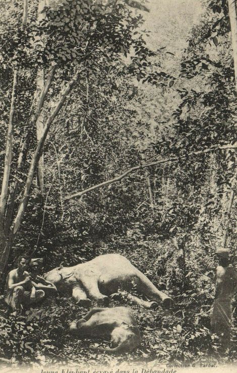 Jeune éléphant écrasé dans la débandade collection G. Barbat #5461