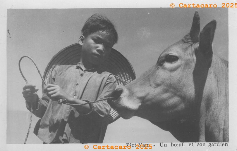 Vietnam Un bœuf et son gardien éditeur inconnu @M4025 #5847