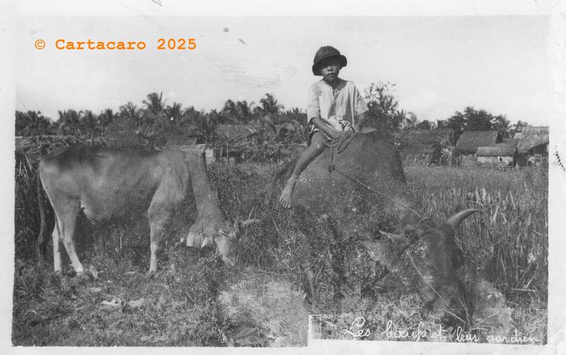 Sud Vietnam Saïgon Les bœufs et leur gardien éditeur inconnu @M4111 #5892