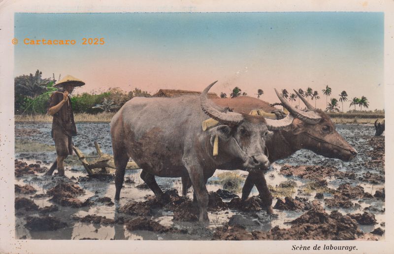 Vietnam Labourage Nam Phat 158 @M4xx8 #5693