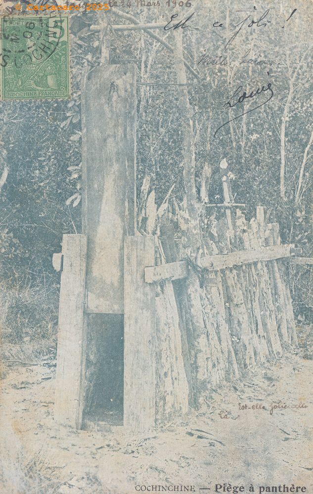 Cochinchine - Piège à panthère Bleu métallique - 24 mars 1906