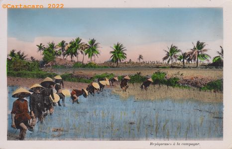 Sud Vietnam - Repiqueurs à la campagne - NH 111- M4075