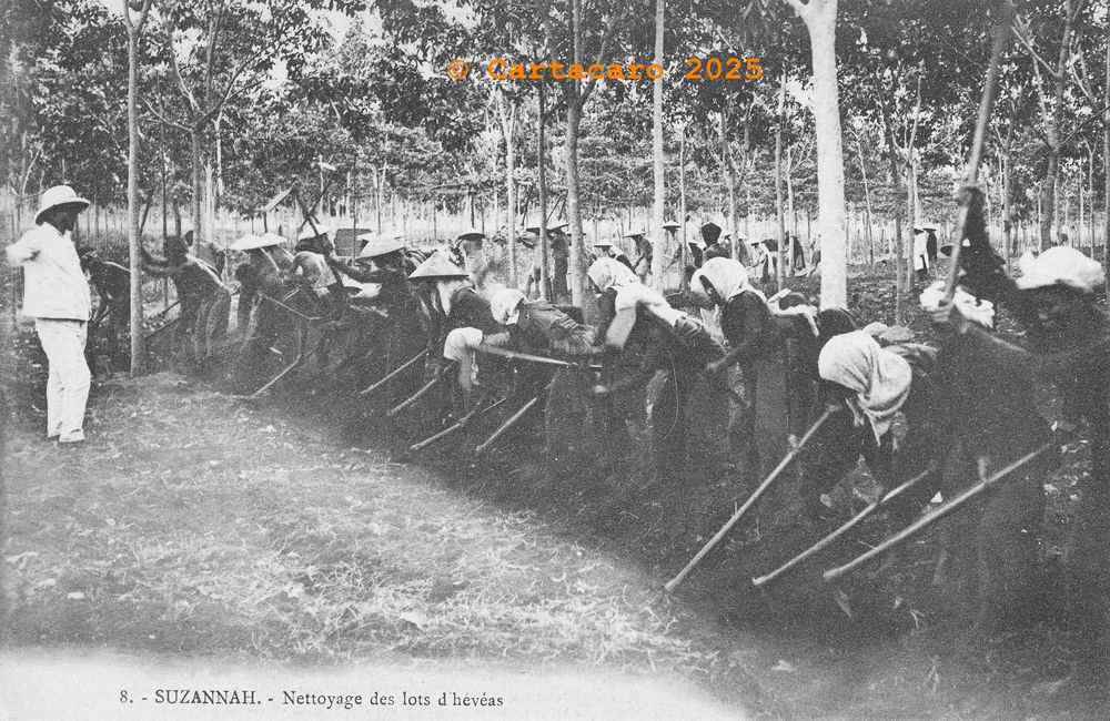Cochinchine - Susannah 8 Nettoyage des lots d'hévéas éditeur inconnu - @4194 # 5950