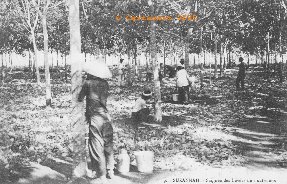 Cochinchine - Susannah 9 Saignée des hévéas de quatre ans éditeur inconnu - @4187 # 5951