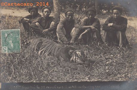Tonkin - Quang Yen - Tigre tué 20 avril 1905 - Chinh 37 @2187 #4583